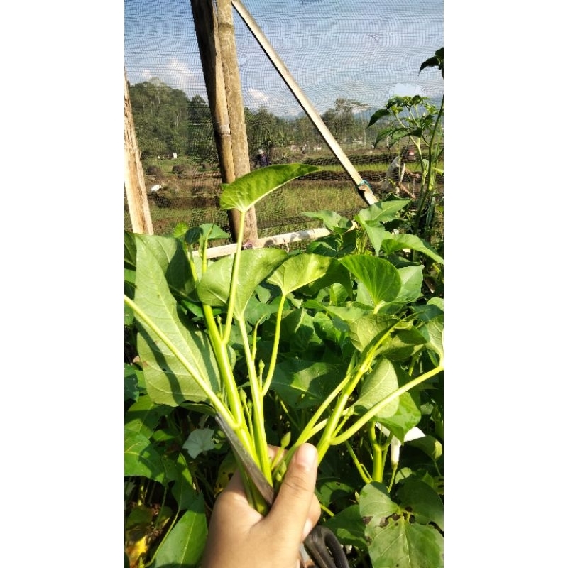 

kangkung darat. 3ikat 5k