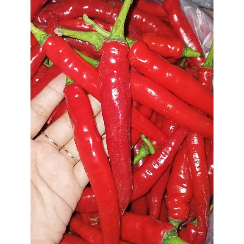 

cabe merah besar 500g