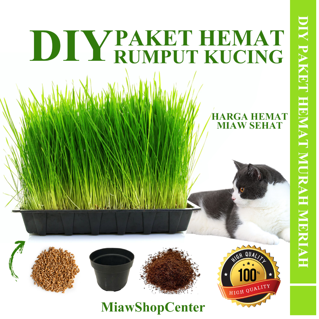 DIY RUMPUT KUCING PAKET TANAM WHEATGRASS LENGKAP MIAWSHOPCENTER