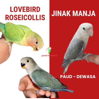 Burung lovebird roseicollis nk non klep paud jinak manja