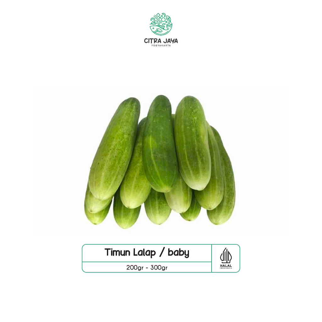 

Timun Baby / Timun Lalap - Citra Jaya Yogyakarta