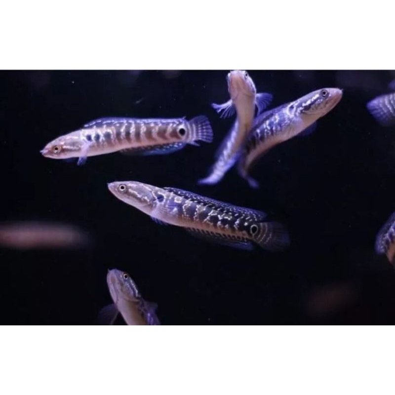 Channa asiatica ws 7cm