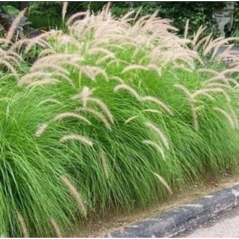 Tanaman hias ekor kuda,tanaman alang-alang ekor kuda