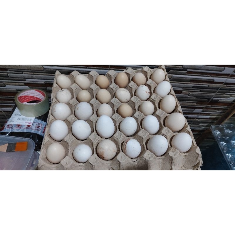 

Telur Ayam Kampung Arab Rp. 2.500 Per Butir