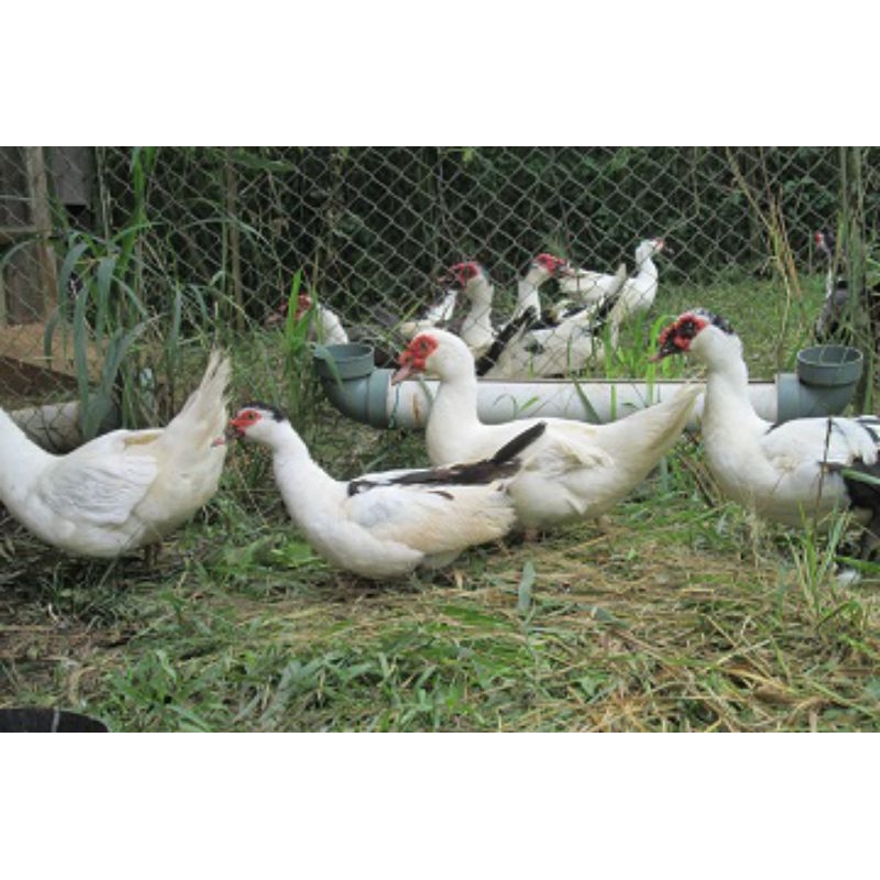 

Telur entok-mentok di buat untuk jamu atau juga di tetaskan (fertil pastinya)....