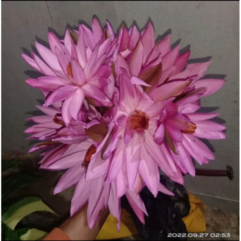 BUNGA TERATAI MERAH HERBAL~BUNGA TERATAI MERAH FRESH~UNTUK KESEHATAN~20 pcs