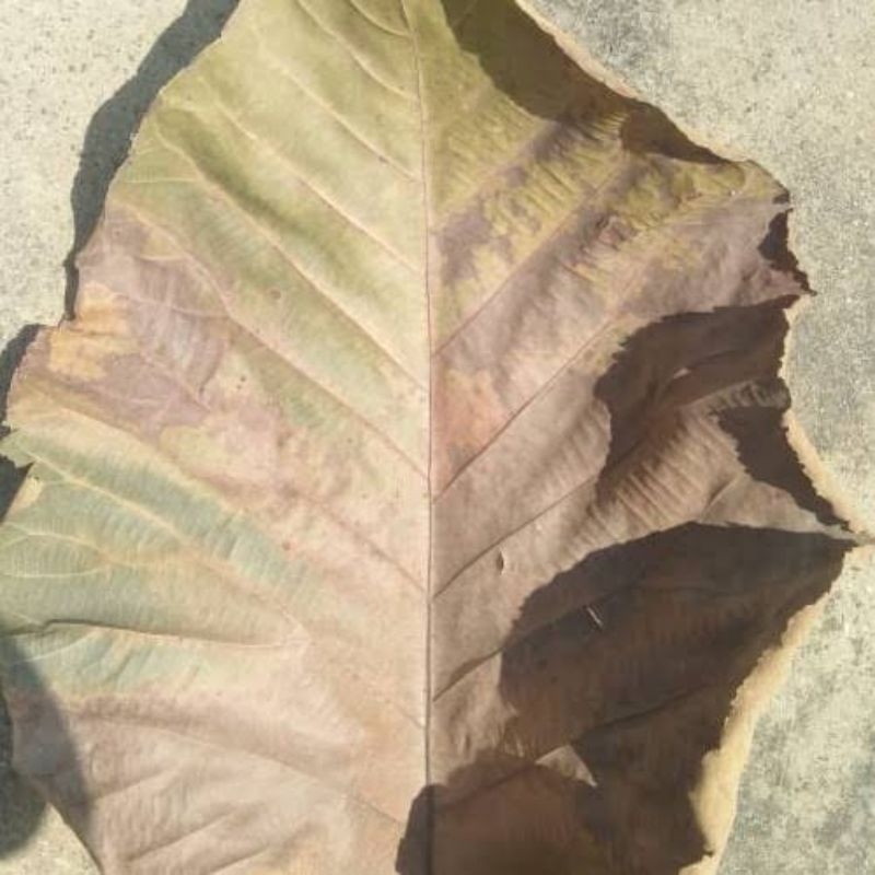 

Daun jati kering termurah 250gr