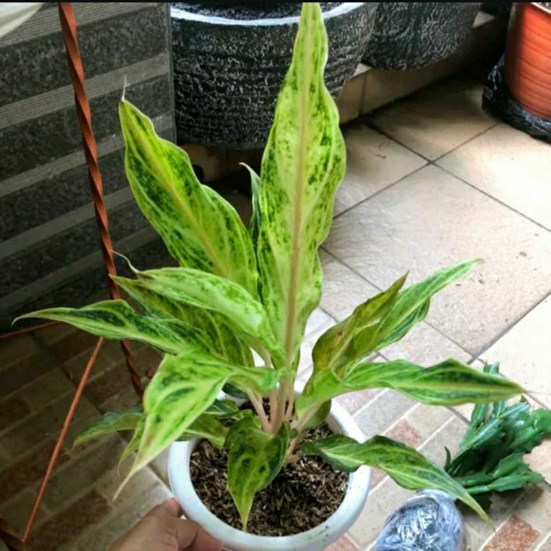 Aglonema White Sunset