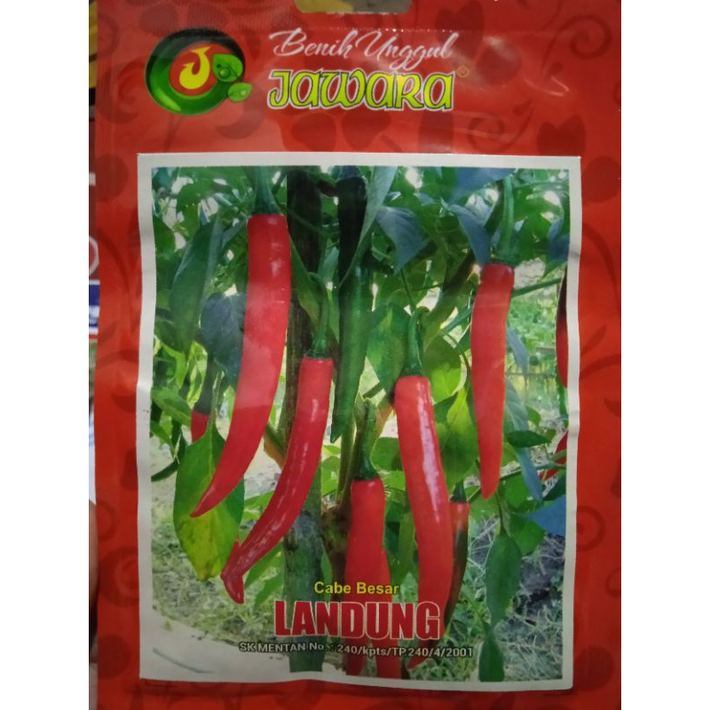 bibit cabe merah besar