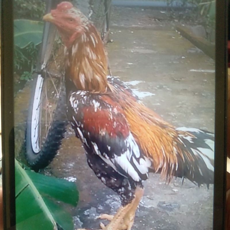 telor fertil ayam petarung pakoy super