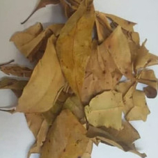 

JAMU TERBAIK HERBAL DAUN KAPAS KERING-100 GRAM