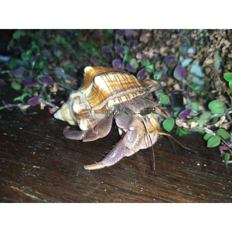 Mainan edukatif Paket 4 Ekor Brevi size L unisex