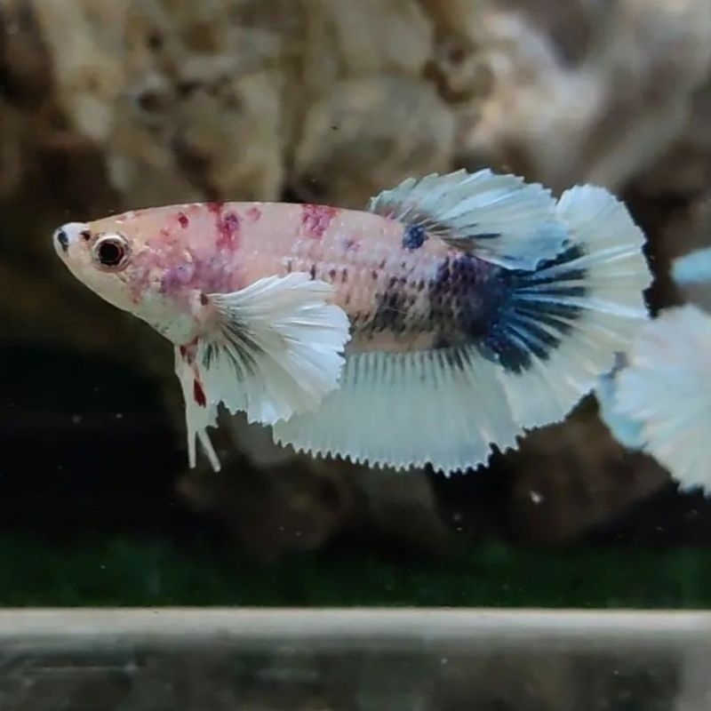 Female Half moon Dumbo ear, Hm Dumbo Ear, Murah Dumbo Ear