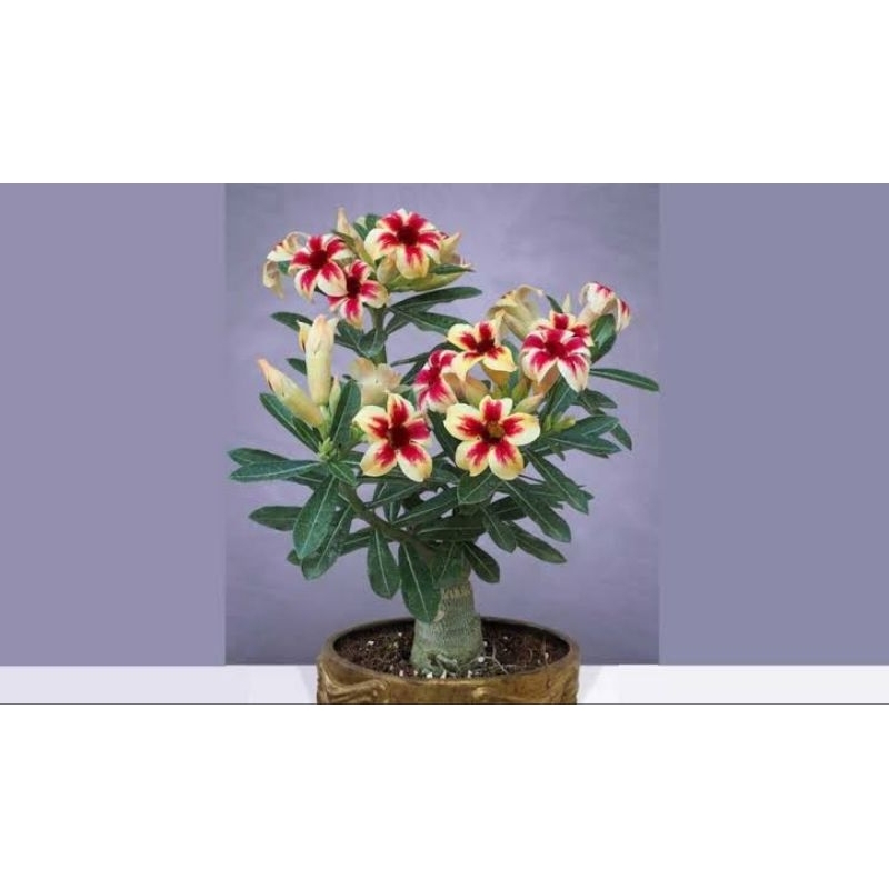 Tanaman Hias Bunga Adenium (Warna Random)