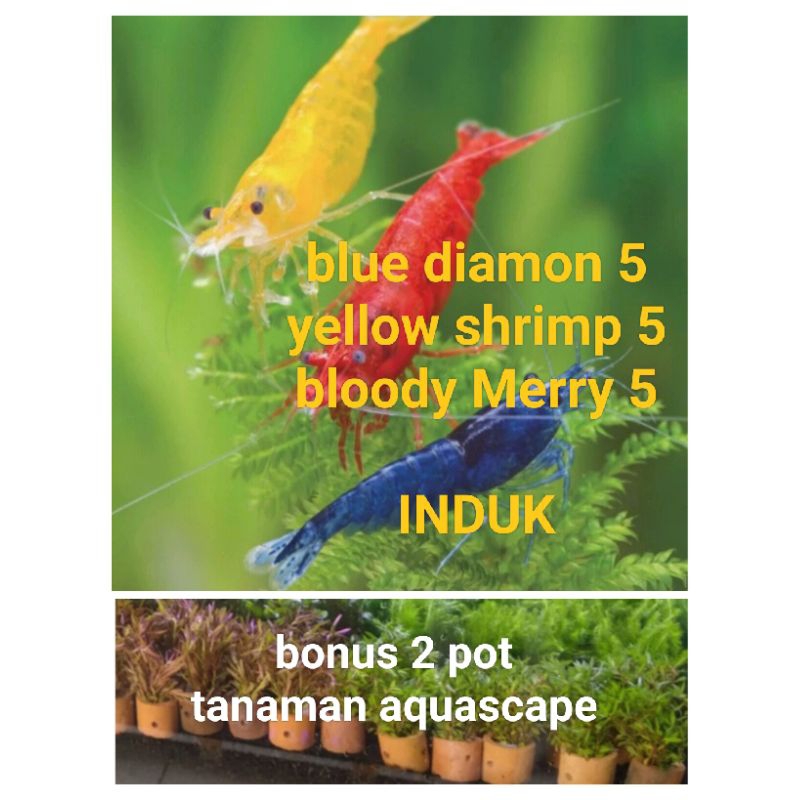 pembersih aquascape bonus 2 pot tanaman dan 1 mos pelia wabikusa