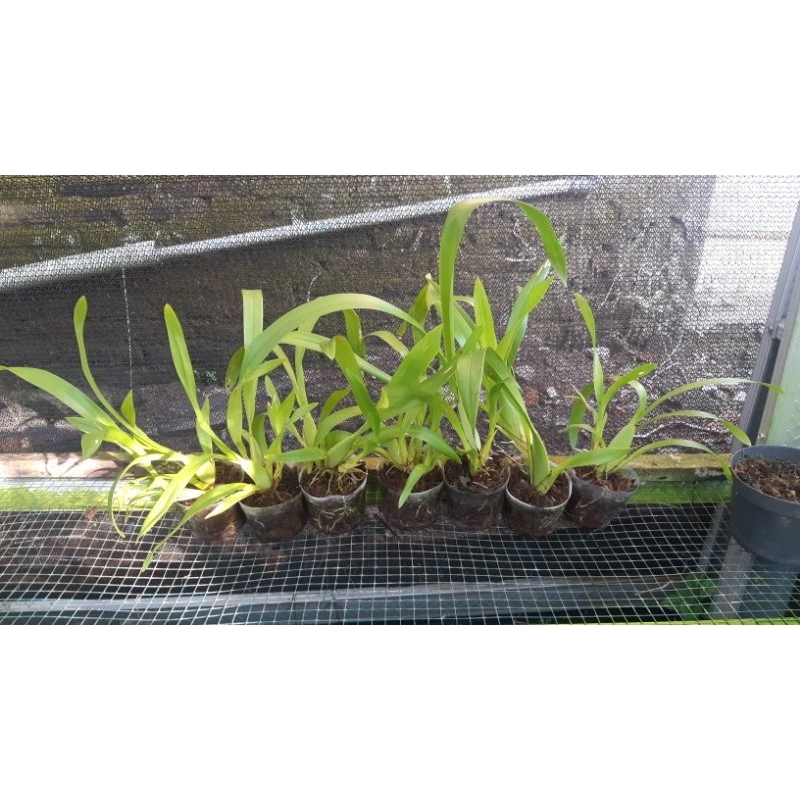 Bibit Anggrek Oncidium Golden Shower