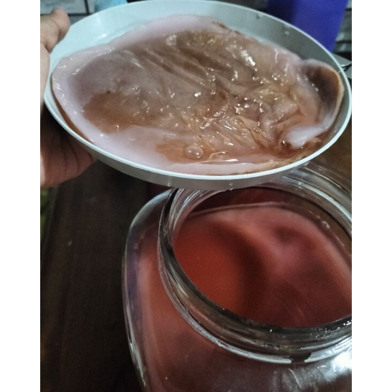 

Scoby kombucha ukuran jumbo 18cm