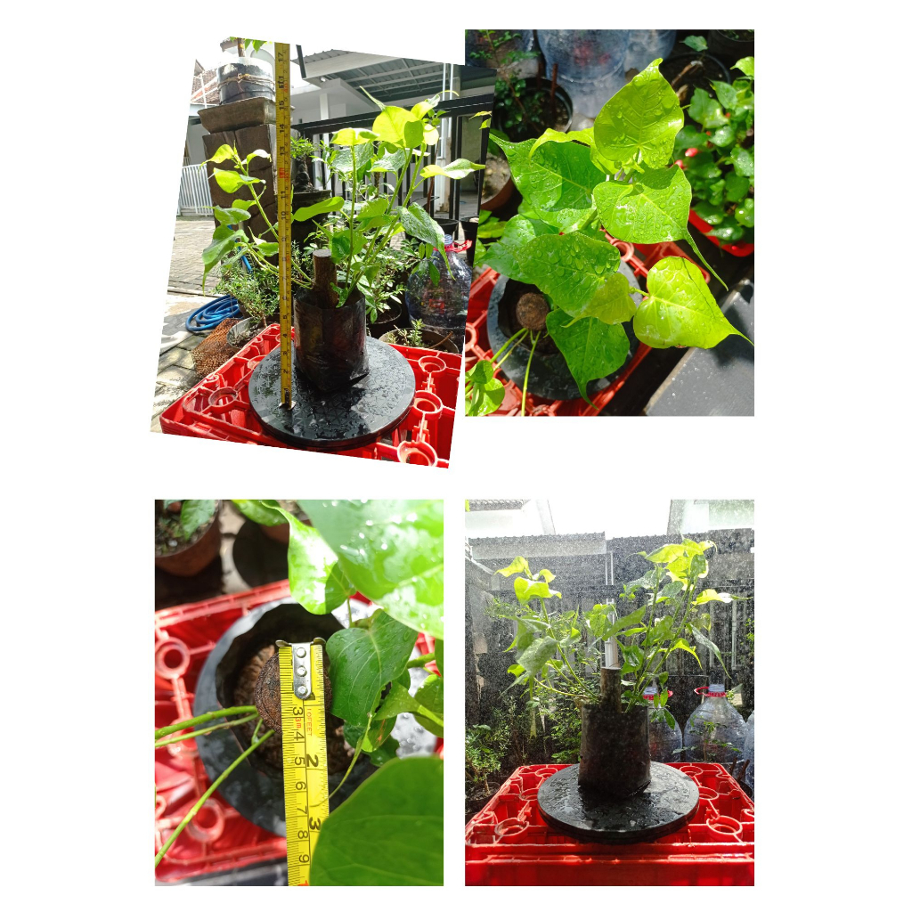 Bonsai Bibit Tanaman Bodhi Ficus Religiosa Pohon Ara