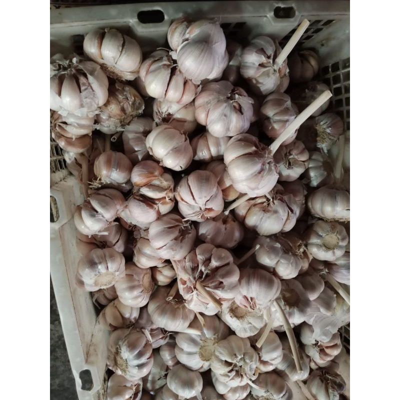 

bawang putih bersih 500 gram