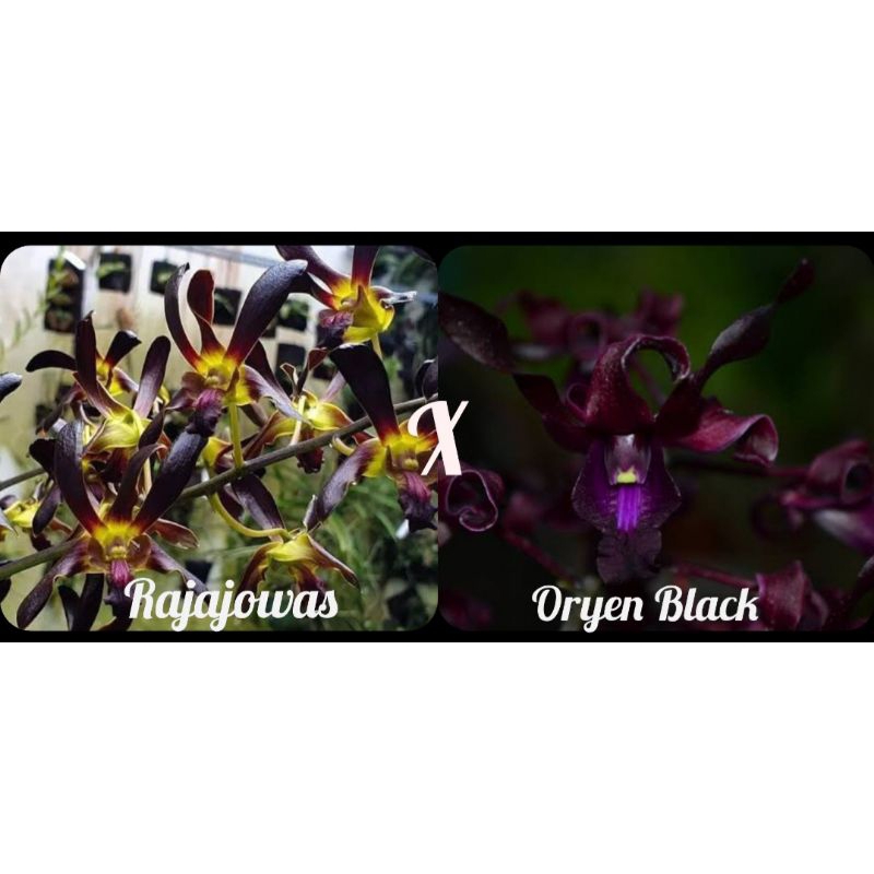 Dendrobium Rajajowas x oryen Black