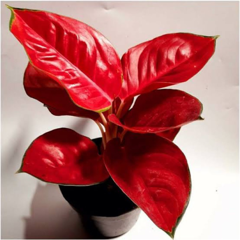Aglonema suksom spesial berdaun / aglonema suksom jaipong / Suksom aglonema murah