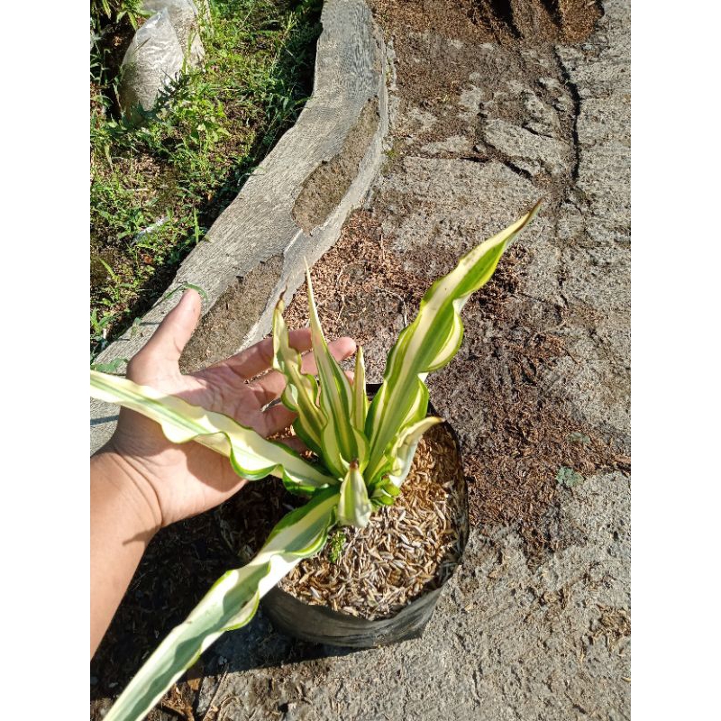 Tanaman hias agave gigantea hijau kuning