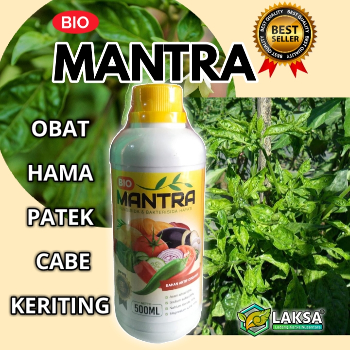 OBAT HAMA PATEK DAUN KERITING (BIO MANTRA)