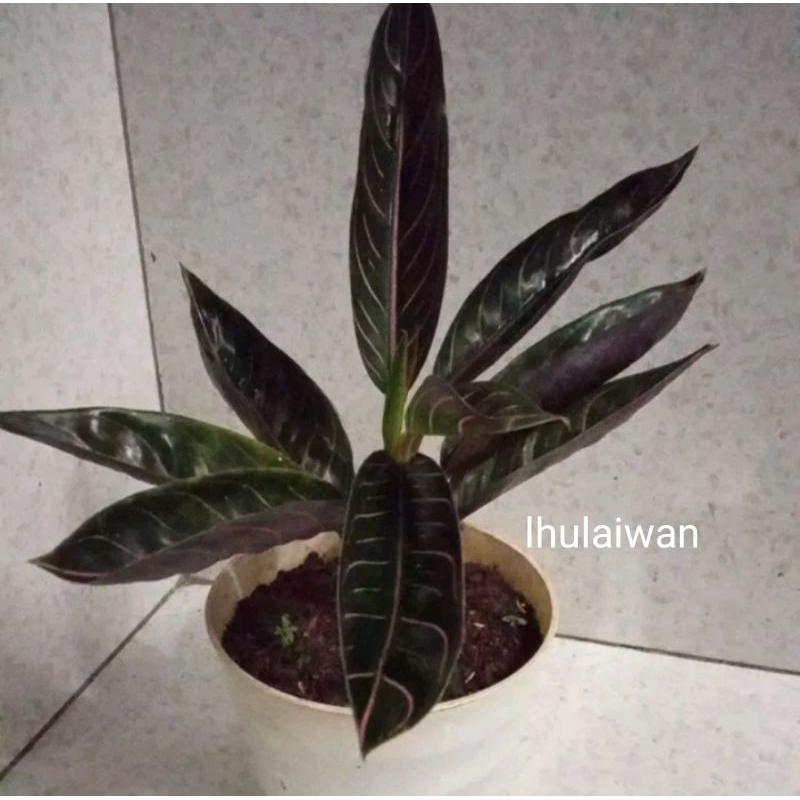 tanaman hias aglaonema / aglonema black sumatra / black pos
