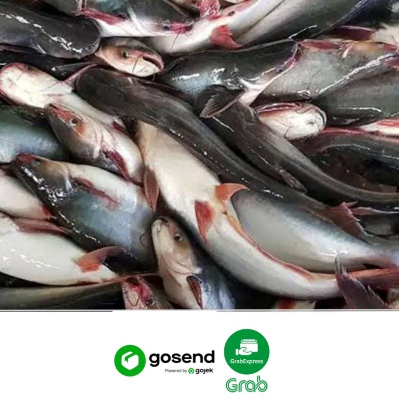 

IKAN PATIN SEGAR (500 GRAM)