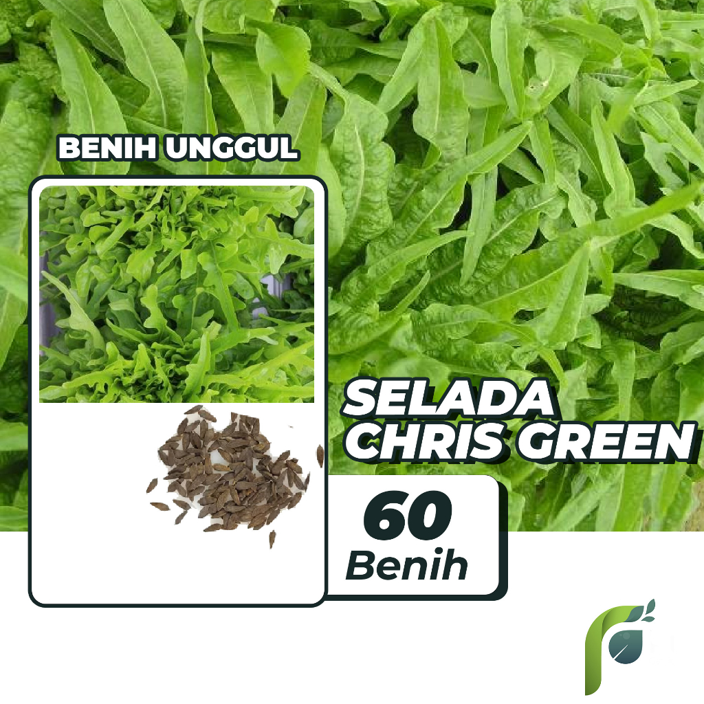 Benih Bibit Selada Hijau Chris Green 60 Benih Dua Ribuan PG KDR