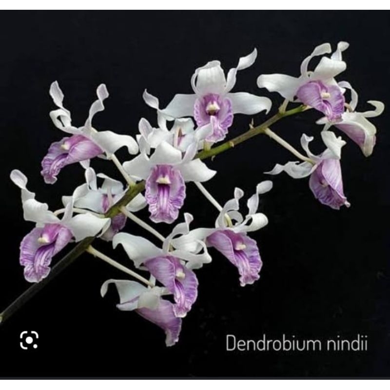 dendrobium nindii