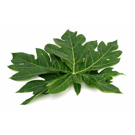 

DAUN PEPAYA 1 IKAT
