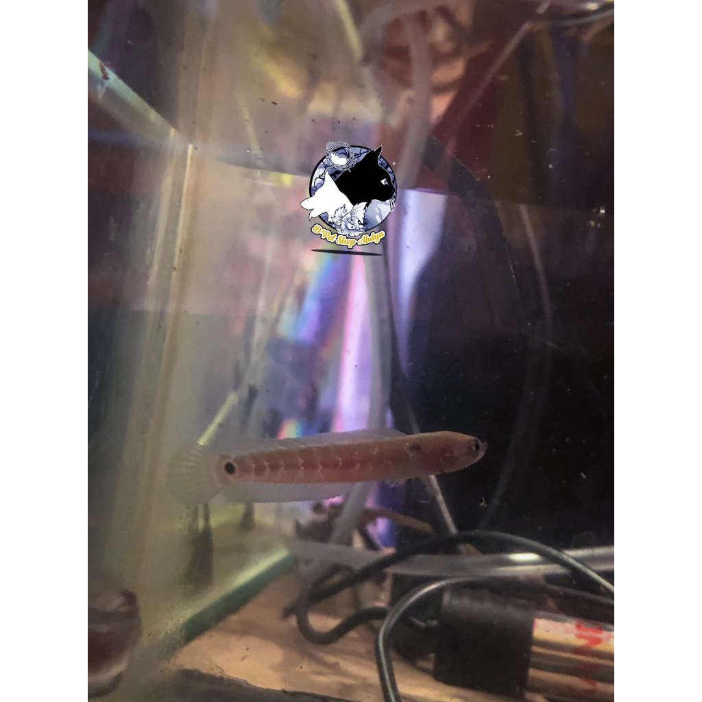 HIASAN AQUARIUM | Channa Asiatica kalimaya 10cm up