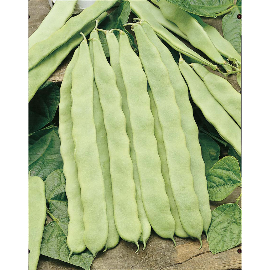 Benih Bibit Biji - Climbing Bean Helda Flat Green Beans Buncis Pipih Perancis Seeds - IMPORT