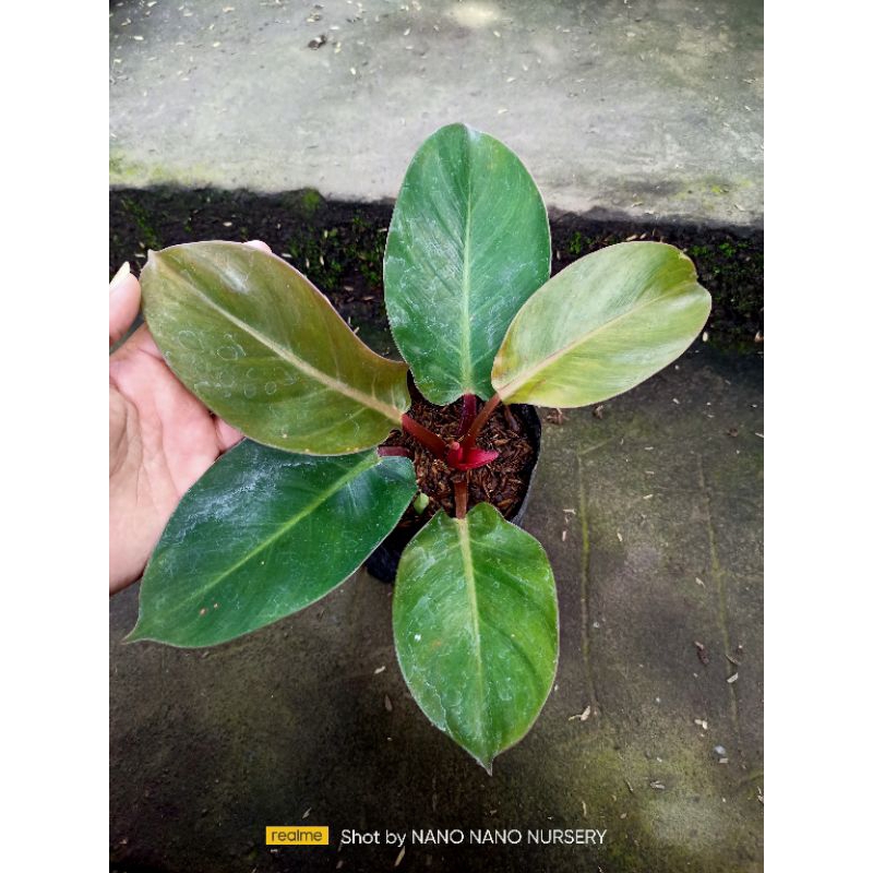 philodendron cardinal x red Congo