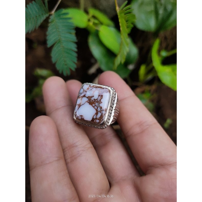 pirus putih urat merah kotak