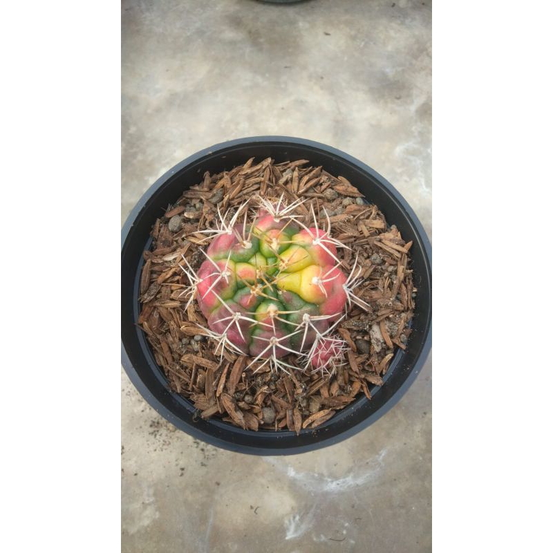 Kaktus Damsi varigata ownrut pot 8cm (dikirim Sesuai stok dikebun)