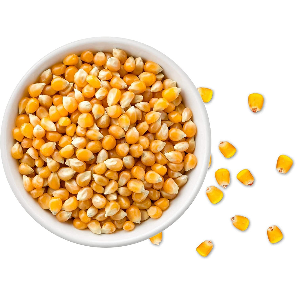 Benih Bibit Biji - Jagung Popcorn SUPER QUALITY Zea mays Seeds - IMPORT