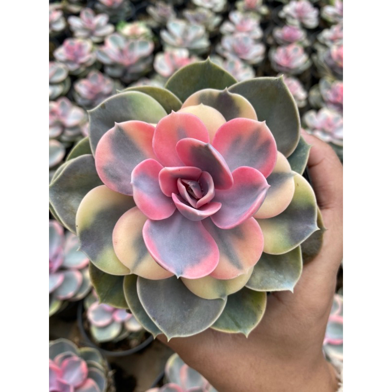 Echeveria Perle West Rainbow