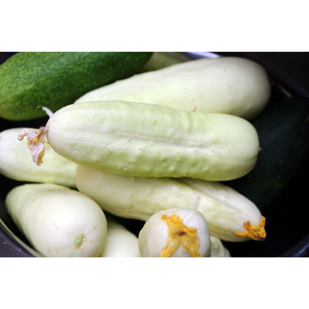 Benih Bibit Biji - Cucumber White Wonder Bianco Lungo Heirloom Seeds - IMPORT