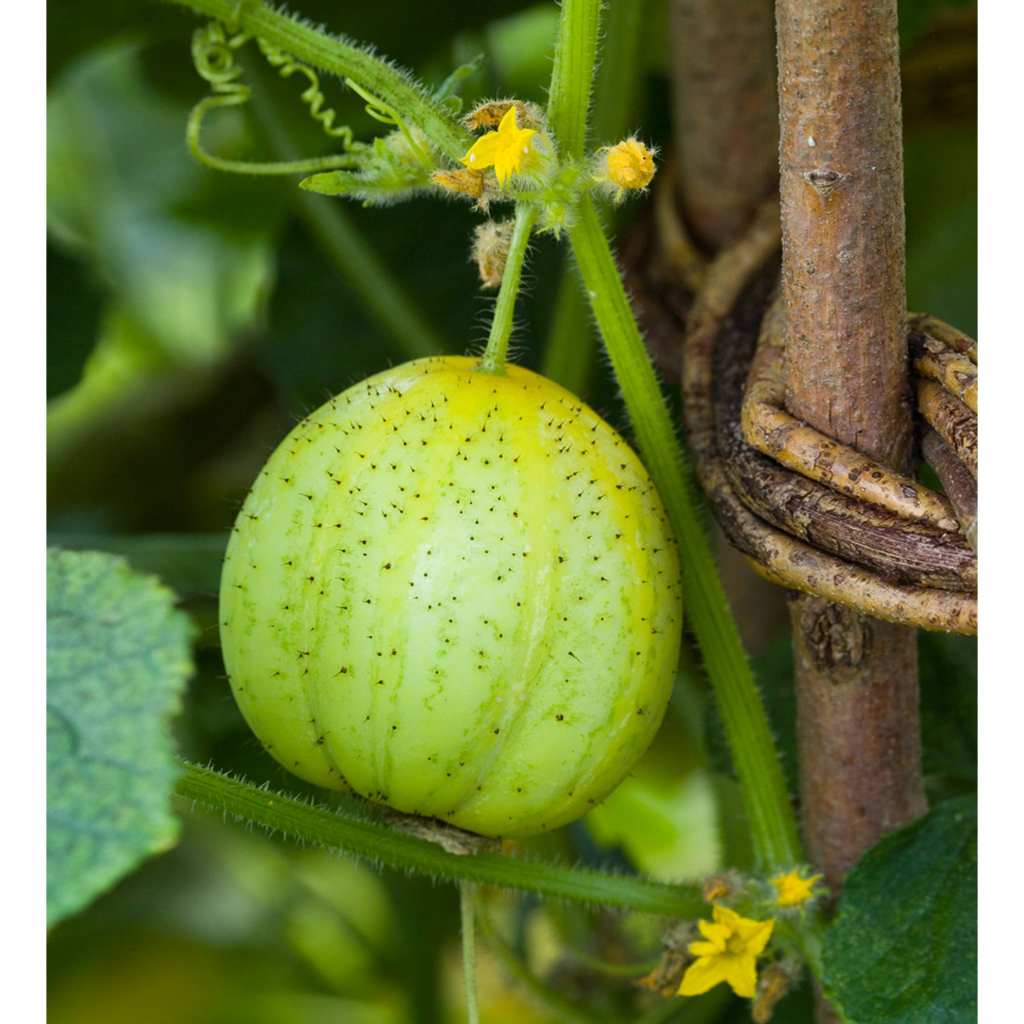 Benih Bibit Biji - Cucumber Crystal Lemon Mentimun Heirloom Seeds - IMPORT