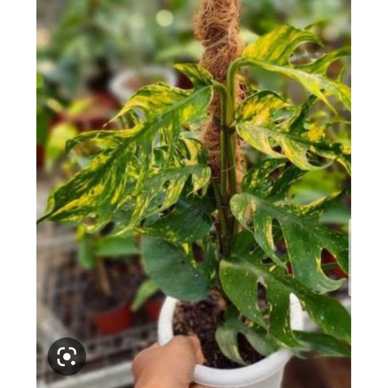 PROMO"Produk original epipremnum kujang,