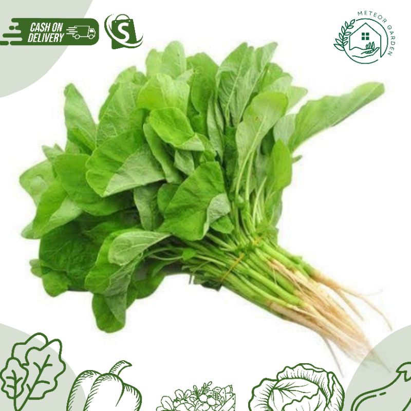 

SAYUR BAYAM SEGAR 1 IKAT