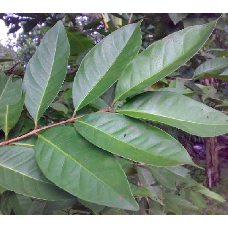 

Daun salam segar