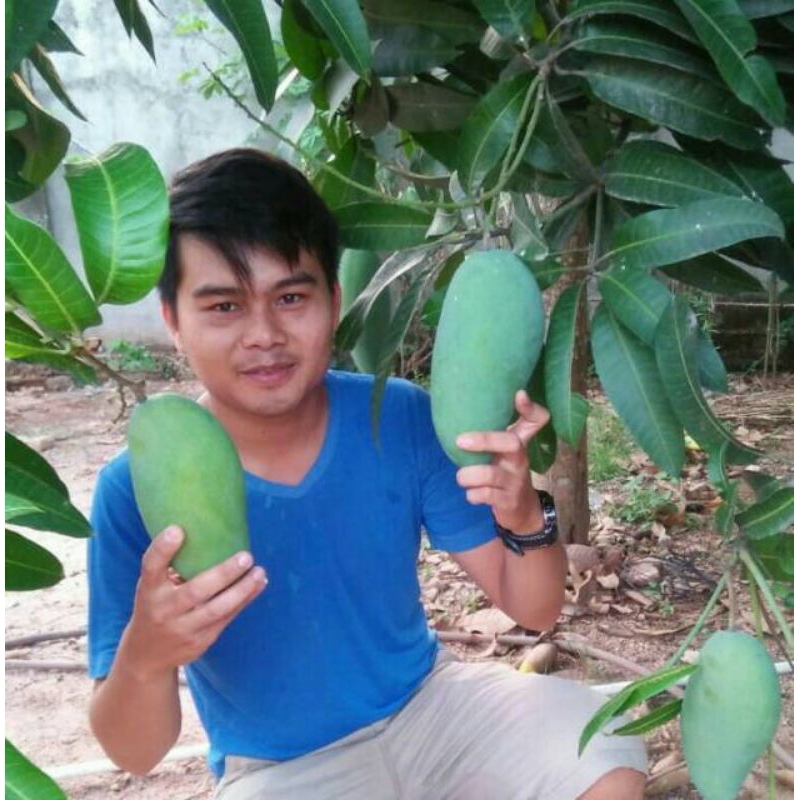 Bibit Mangga Kiojay Jumbo