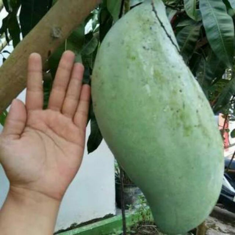 Entres mangga mahatir jumbo