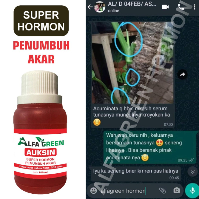Hormon Auksin (perangsang akar)