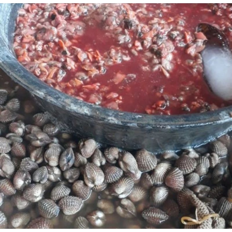 

kerang dara kupas daging kupas kerang dara fresh