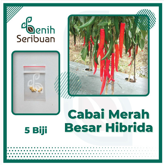 5 Bibit Cabe Merah Besar Hibrida F1 Darmais Benih Cabai Super Unggul