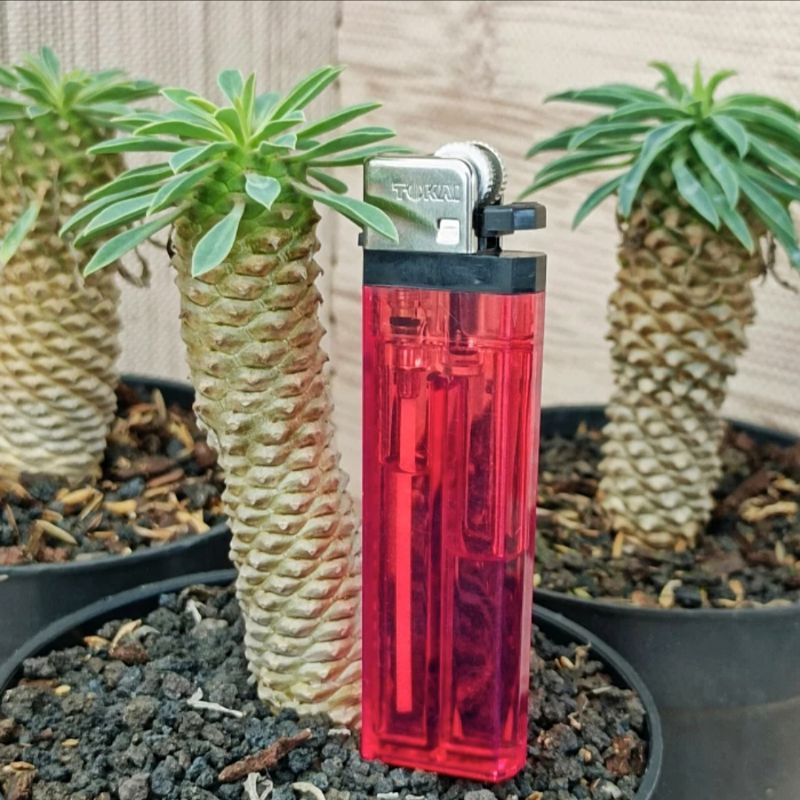 Euphorbia Kirin - Besar